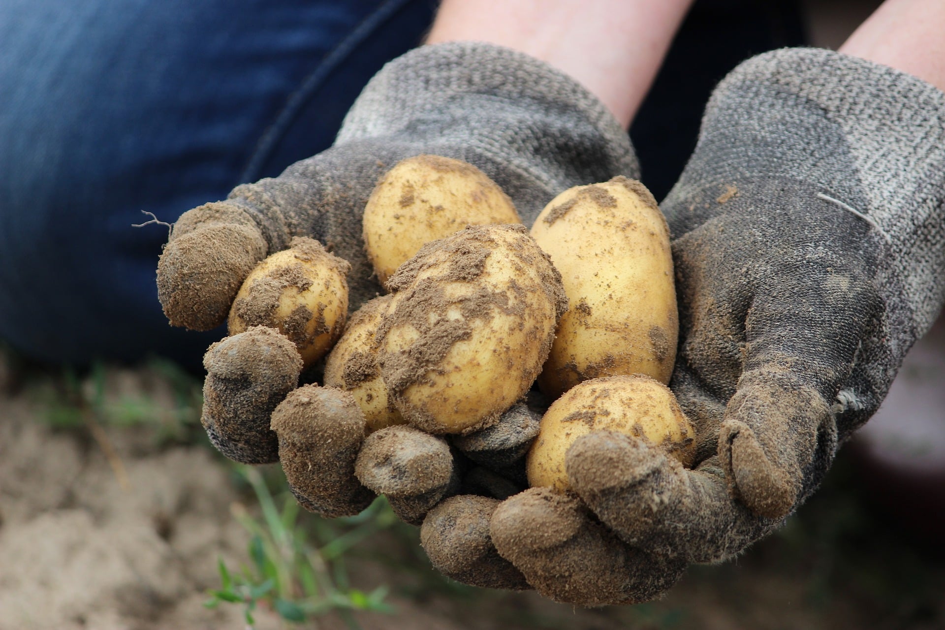 homegrown potatoes - nesting in gloved hands