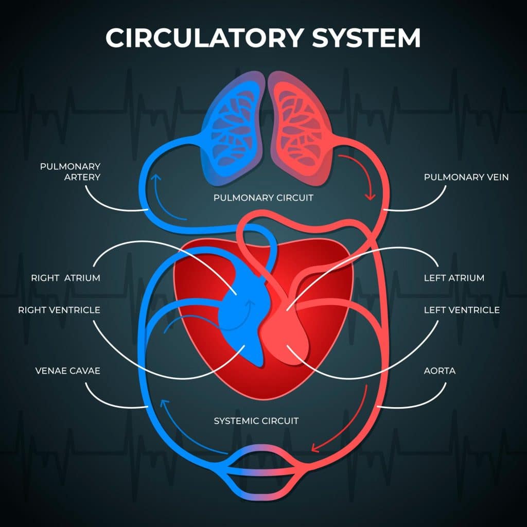 Blood circulatory system - aorta
